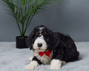 Piper Mini Bernedoodle